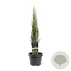 Juniperus s. 'Blue Arrow' 50-60 cm 3,0L