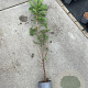 Larix kaempferi 100-125 cm 2,0L