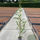 Larix kaempferi 100-125 cm 2,0L