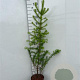 Larix kaempferi 125-150 cm 5,0L