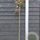 Lonicera japonica chinensis 150-175 cm vierkant rond 5,5L