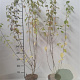 Lonicera xylosteum 60-80 cm 2,0L
