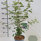 Lonicera xylosteum 60-80 cm 2,0L