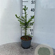 Picea abies 30-40 cm 2,0L