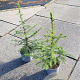 Picea omorika 30-40 cm 2,0L