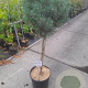 Pinus mugo 'Mops' 70 cm stam 15L