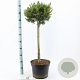 Pinus mugo 'Ophir' 60 cm stam 10L