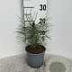 Pinus nigra nigra 10-15 cm 2,0L