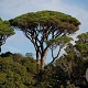 Pinus pinea 80-90 HA 15L