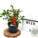 Photinia fraseri 'Red Robin' 40-60 cm 3,0L