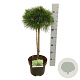 Pinus dens. 'Low Glow' 40 cm stam 5,0L