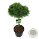 Pinus dens. 'Low Glow' 60 cm stam 15L