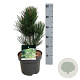 Pinus heldreichii 'Satellit' 30-40 cm 4,5L