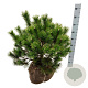 Pinus mugo 50-60 cm met kluit extra