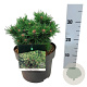 Pinus mugo 'Benjamin' 20-25 cm