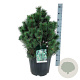 Pinus mugo 'Green Column' 50-60 cm 30L extra