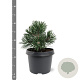 Pinus mugo 'Green Pearl' 20-25 cm 3,0L