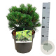 Pinus nigra 'Nana' 25-30 cm