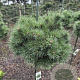 Pinus sylv. 'Sandringham' 85 cm 35L Potgedrukt