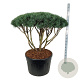 Pinus sylv. 'Watereri' 100-125 cm cont. 230L scherm