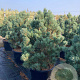Pinus sylv. 'Watereri' 80-100 cm container