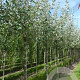 Populus alba 10-12 HO draadkluit