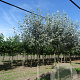 Populus alba 14-16 HO draadkluit