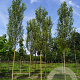 Populus nigra 'Italica' 20-25 HO draadkluit
