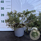 Potentilla f. 'Abbotswood' 30-35 cm 2,0L