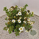Potentilla f. 'Tilford Cream' 25-30 cm 2,5L