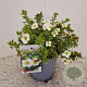 Potentilla f. 'Tilford Cream' 25-30 cm 2,5L