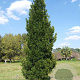 Podocarpus macrophyllus 25-30 cm 3,0L