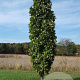 Quercus warei Kindred Spirit 10-12 HO draadkluit geveerd