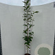 Prunus avium 150-175 cm 5,0L