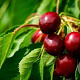 Prunus 'Carmine Jewel' 40-50 cm 5,0L