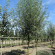 Salix alba 'Belders' 30-35 HO draadkluit 250 cm stam