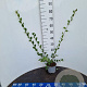 Salix aurita 40-60 cm 2,0L