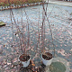 Salix purpurea 'Nana' 60-80 cm 2,0L