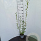 Salix triandra 60-80 cm 2,0L