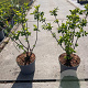 Sambucus nigra 50-60 cm 5,0L