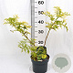 Sambucus nigra Golden Tower 30-40 cm 3,0L