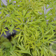 Sambucus nigra Golden Tower 30-40 cm 3,0L