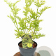 Sambucus nigra Golden Tower 30-40 cm 3,0L