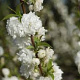 Prunus glandulosa 'Alba Plena' 80-100 cm 10L