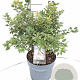 Prunus incisa 'Kojou-no-mai' 30-40 cm 5,0L