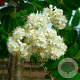 Sorbus auc. 'Michred' 12-14 HO draadkluit