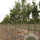 Sorbus 'Dodong' 10-12 HO draadkluit