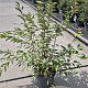 Prunus incisa 'Paean' 80-100 cm 10L