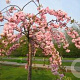Prunus 'Kiku-shidare-zakura' halfstam container