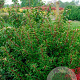 Prunus lusitanica 'Brenelia' 60-80 cm met kluit